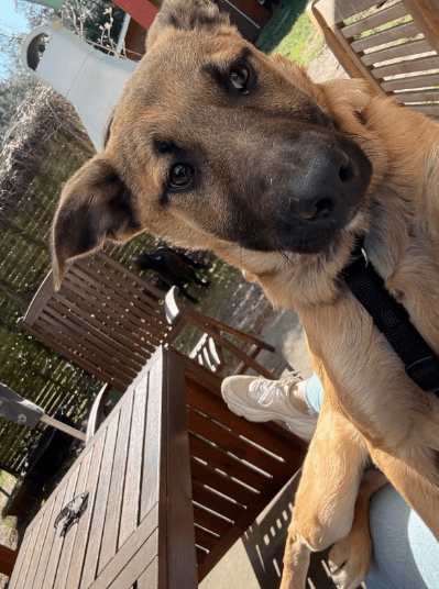 2025 04 06 09 41 57 finley ❤️ „best buddy for life“ in niedersachsen wedemark mischlinge und mis