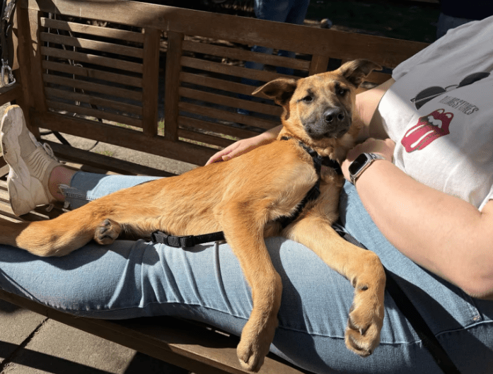 2025 04 06 09 42 01 finley ❤️ „best buddy for life“ in niedersachsen wedemark mischlinge und mis
