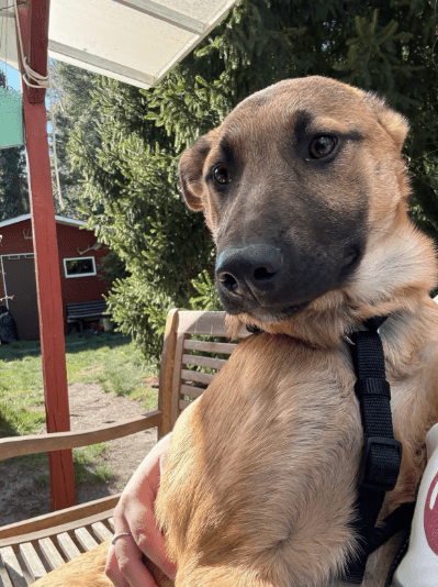 2025 04 06 09 42 06 finley ❤️ „best buddy for life“ in niedersachsen wedemark mischlinge und mis