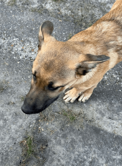 2025 04 06 09 42 11 finley ❤️ „best buddy for life“ in niedersachsen wedemark mischlinge und mis