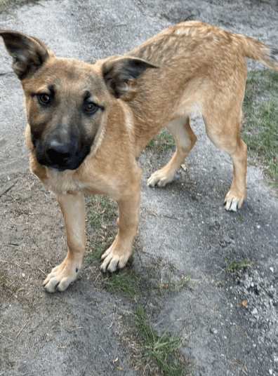 2025 04 06 09 42 16 finley ❤️ „best buddy for life“ in niedersachsen wedemark mischlinge und mis