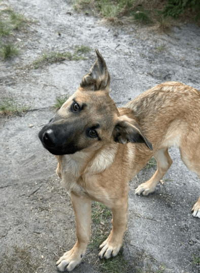 2025 04 06 09 42 20 finley ❤️ „best buddy for life“ in niedersachsen wedemark mischlinge und mis