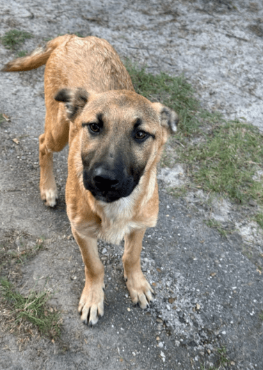 2025 04 06 09 42 25 finley ❤️ „best buddy for life“ in niedersachsen wedemark mischlinge und mis