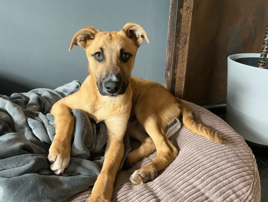 2025 04 23 07 08 43 fiodor ❤️ best buddy sucht dich! in nordrhein westfalen warburg mischlinge u