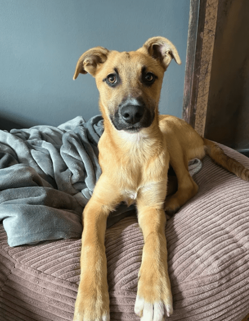 2025 04 23 07 08 49 fiodor ❤️ best buddy sucht dich! in nordrhein westfalen warburg mischlinge u