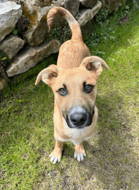 2025 04 23 07 08 53 fiodor ❤️ best buddy sucht dich! in nordrhein westfalen warburg mischlinge u