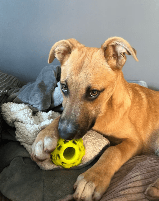 2025 04 23 07 08 58 fiodor ❤️ best buddy sucht dich! in nordrhein westfalen warburg mischlinge u