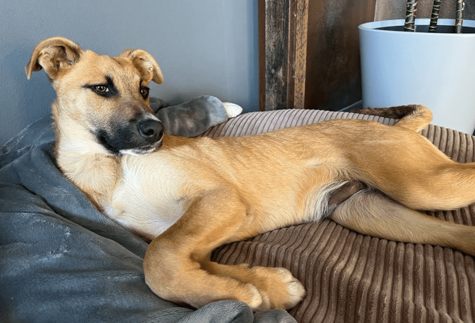 2025 04 23 07 09 03 fiodor ❤️ best buddy sucht dich! in nordrhein westfalen warburg mischlinge u