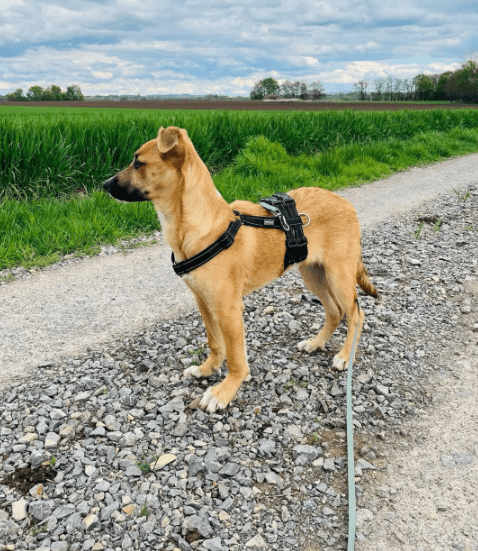 2025 04 23 07 09 08 fiodor ❤️ best buddy sucht dich! in nordrhein westfalen warburg mischlinge u