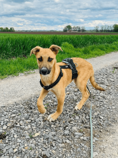 2025 04 23 07 09 12 fiodor ❤️ best buddy sucht dich! in nordrhein westfalen warburg mischlinge u