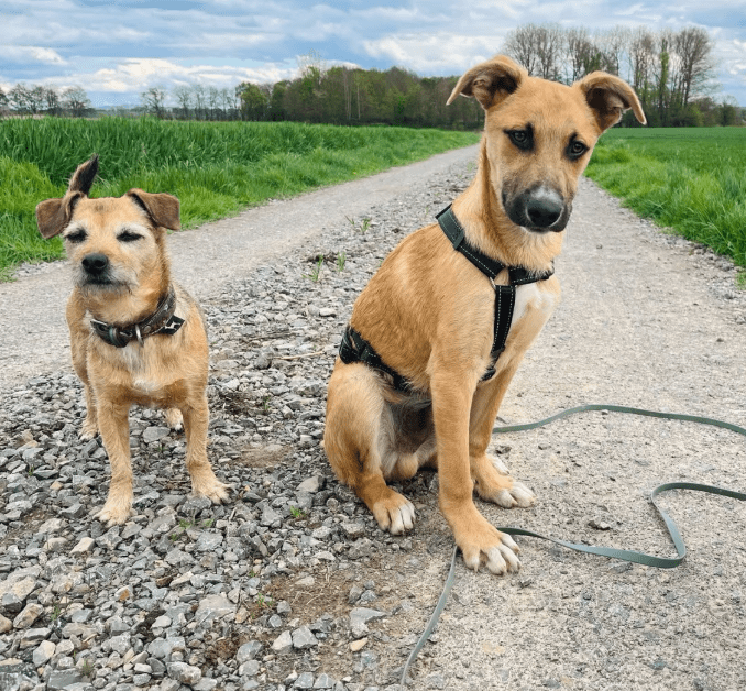 2025 04 23 07 09 16 fiodor ❤️ best buddy sucht dich! in nordrhein westfalen warburg mischlinge u