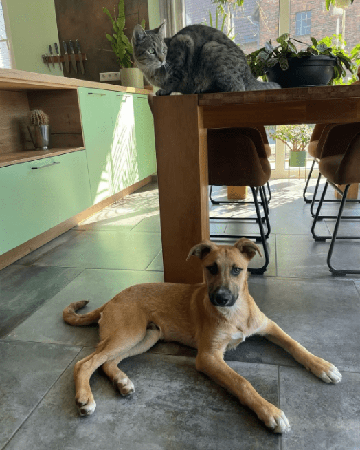 2025 04 23 07 09 28 fiodor ❤️ best buddy sucht dich! in nordrhein westfalen warburg mischlinge u