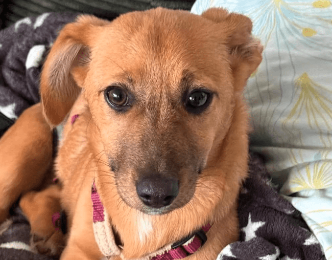 2025 02 27 21 40 06 Archie ❤️ Kuschelt Sich Auch In Dein Herz! In Saarbrücken West Gersweiler Mi