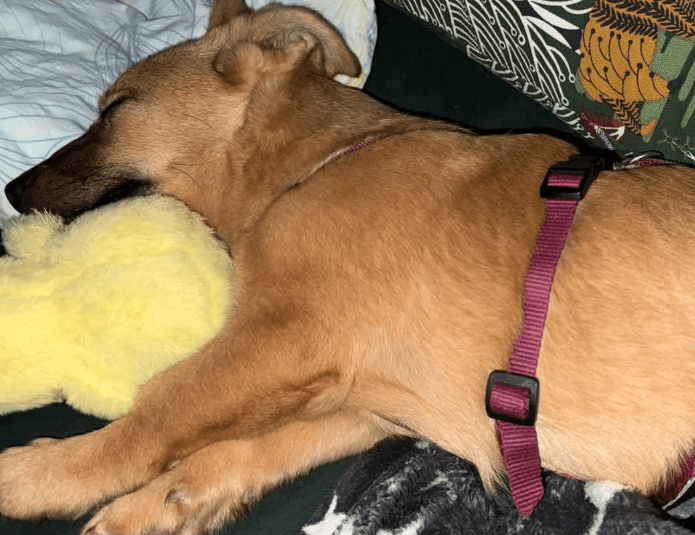 2025 02 27 21 40 10 Archie ❤️ Kuschelt Sich Auch In Dein Herz! In Saarbrücken West Gersweiler Mi