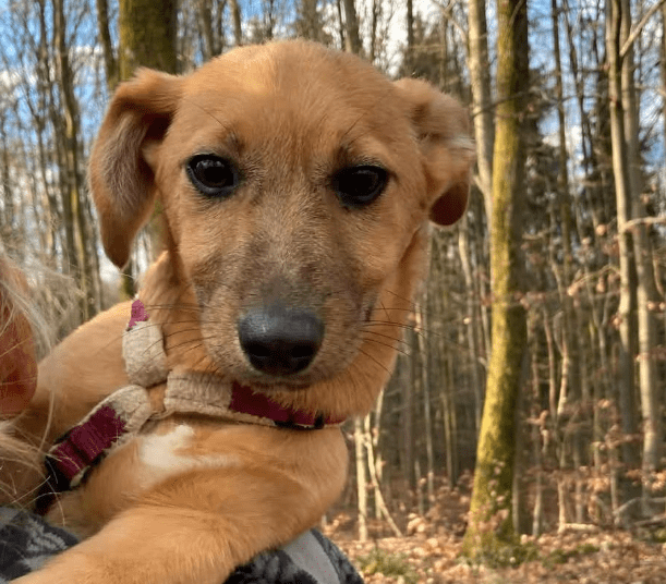 2025 02 27 21 40 14 Archie ❤️ Kuschelt Sich Auch In Dein Herz! In Saarbrücken West Gersweiler Mi