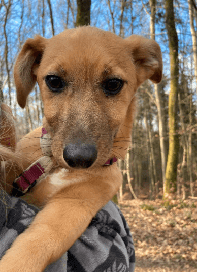 2025 02 27 21 40 19 Archie ❤️ Kuschelt Sich Auch In Dein Herz! In Saarbrücken West Gersweiler Mi