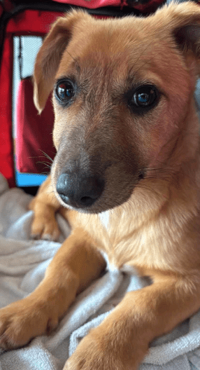 2025 02 27 21 40 23 Archie ❤️ Kuschelt Sich Auch In Dein Herz! In Saarbrücken West Gersweiler Mi
