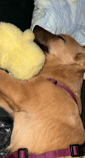 2025 02 27 21 40 30 Archie ❤️ Kuschelt Sich Auch In Dein Herz! In Saarbrücken West Gersweiler Mi