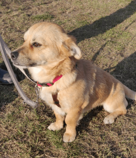2025 02 27 21 46 04 Ruhiger, Gemütlicher ❤️ Sylvester ❤️ Bereit Für Sein Glück In Niedersachsen Ma
