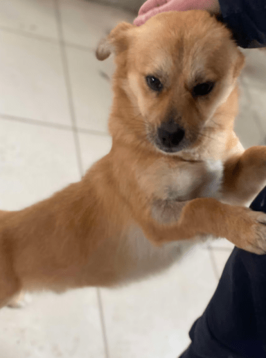2025 02 27 21 46 13 Ruhiger, Gemütlicher ❤️ Sylvester ❤️ Bereit Für Sein Glück In Niedersachsen Ma