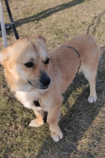 2025 02 27 21 46 20 Ruhiger, Gemütlicher ❤️ Sylvester ❤️ Bereit Für Sein Glück In Niedersachsen Ma