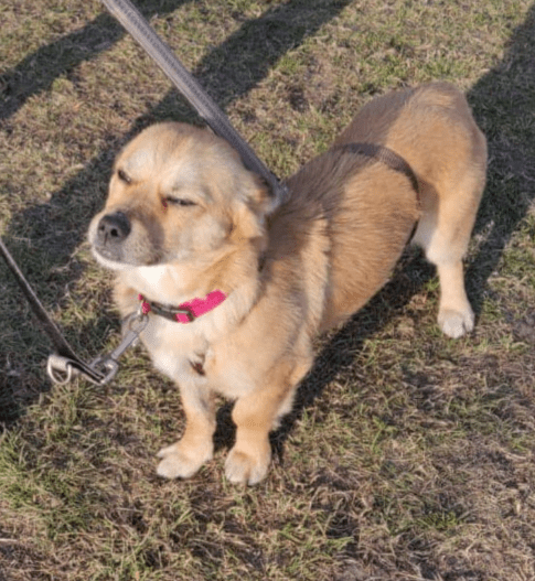 2025 02 27 21 46 25 Ruhiger, Gemütlicher ❤️ Sylvester ❤️ Bereit Für Sein Glück In Niedersachsen Ma