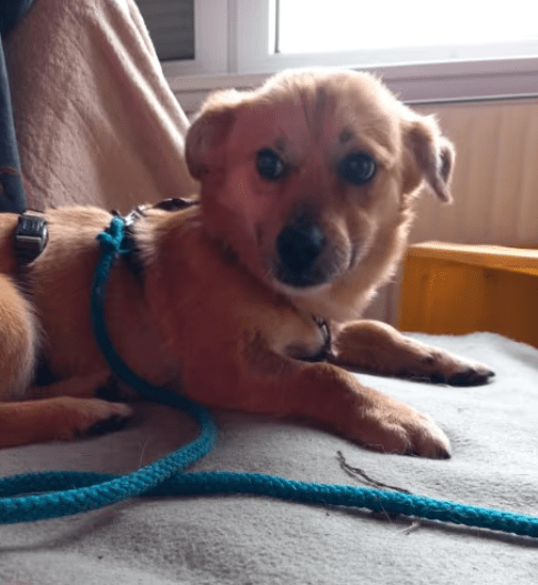 2025 02 27 21 46 28 Ruhiger, Gemütlicher ❤️ Sylvester ❤️ Bereit Für Sein Glück In Niedersachsen Ma