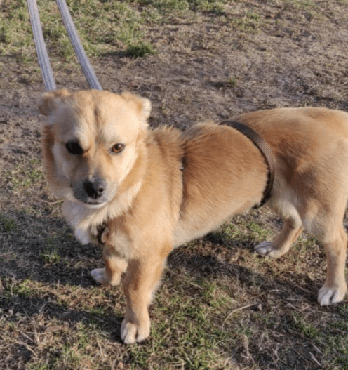 2025 02 27 21 46 38 Ruhiger, Gemütlicher ❤️ Sylvester ❤️ Bereit Für Sein Glück In Niedersachsen Ma