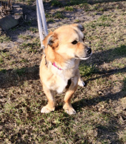 2025 02 27 21 46 42 Ruhiger, Gemütlicher ❤️ Sylvester ❤️ Bereit Für Sein Glück In Niedersachsen Ma