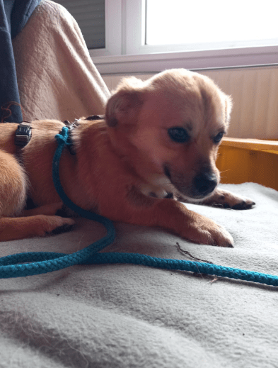 2025 02 27 21 46 46 Ruhiger, Gemütlicher ❤️ Sylvester ❤️ Bereit Für Sein Glück In Niedersachsen Ma