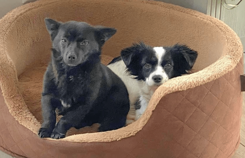 2025 02 27 21 47 33 Ari ❤️ Und Hugo ❤️ 2 Herzen Auf 8 Pfötchen Suchen Dich! In Niedersachsen Wedem