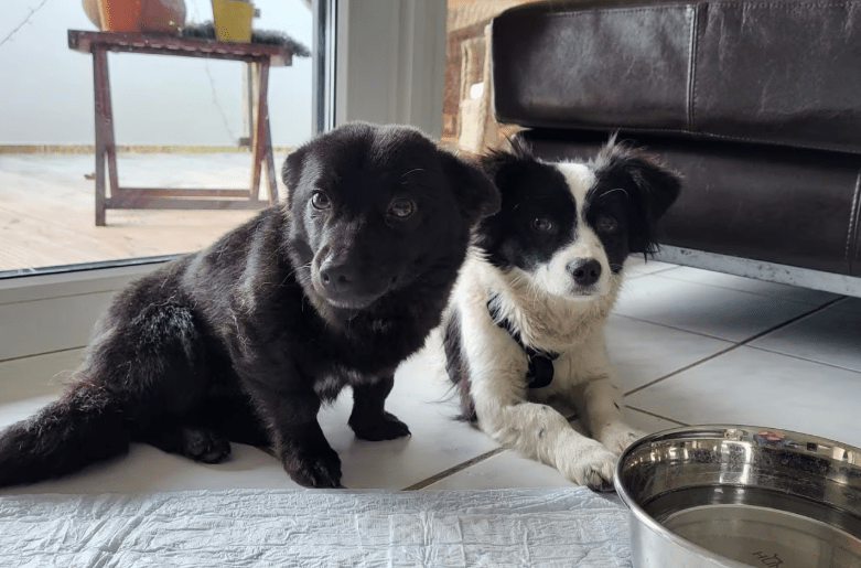 2025 02 27 21 47 37 Ari ❤️ Und Hugo ❤️ 2 Herzen Auf 8 Pfötchen Suchen Dich! In Niedersachsen Wedem
