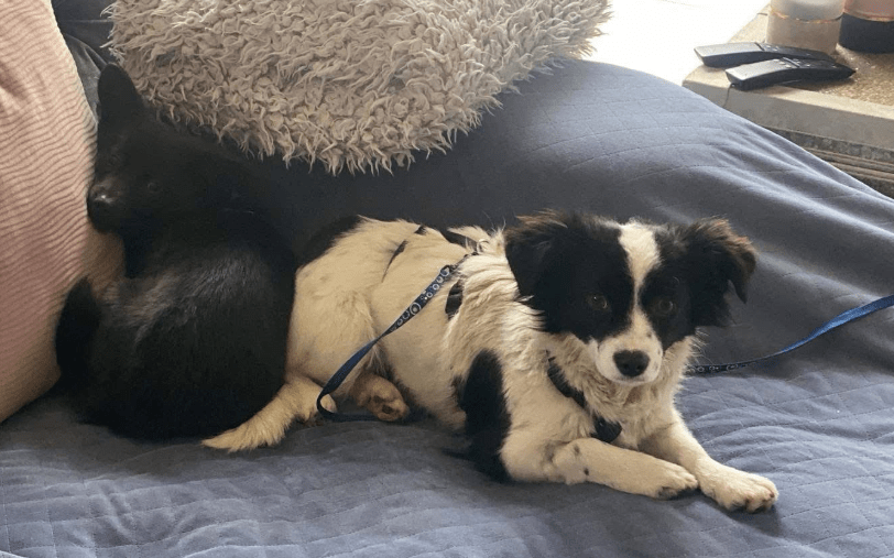 2025 02 27 21 47 42 Ari ❤️ Und Hugo ❤️ 2 Herzen Auf 8 Pfötchen Suchen Dich! In Niedersachsen Wedem