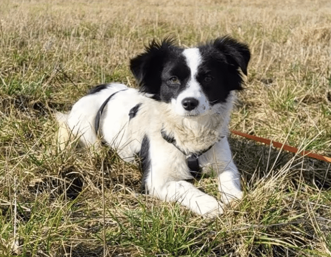 2025 02 27 21 47 46 Ari ❤️ Und Hugo ❤️ 2 Herzen Auf 8 Pfötchen Suchen Dich! In Niedersachsen Wedem