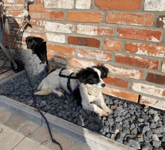 2025 02 27 21 47 50 Ari ❤️ Und Hugo ❤️ 2 Herzen Auf 8 Pfötchen Suchen Dich! In Niedersachsen Wedem