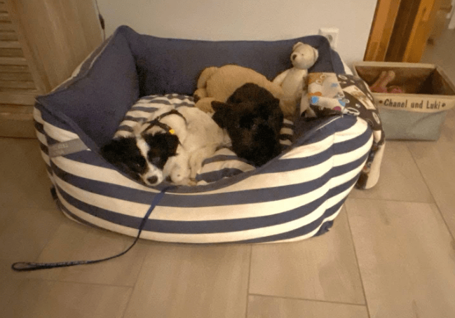 2025 02 27 21 47 54 Ari ❤️ Und Hugo ❤️ 2 Herzen Auf 8 Pfötchen Suchen Dich! In Niedersachsen Wedem