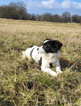 2025 02 27 21 48 00 Ari ❤️ Und Hugo ❤️ 2 Herzen Auf 8 Pfötchen Suchen Dich! In Niedersachsen Wedem