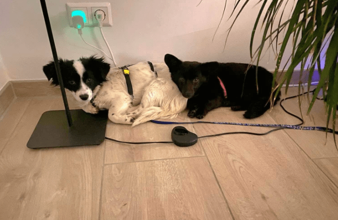 2025 02 27 21 48 05 Ari ❤️ Und Hugo ❤️ 2 Herzen Auf 8 Pfötchen Suchen Dich! In Niedersachsen Wedem