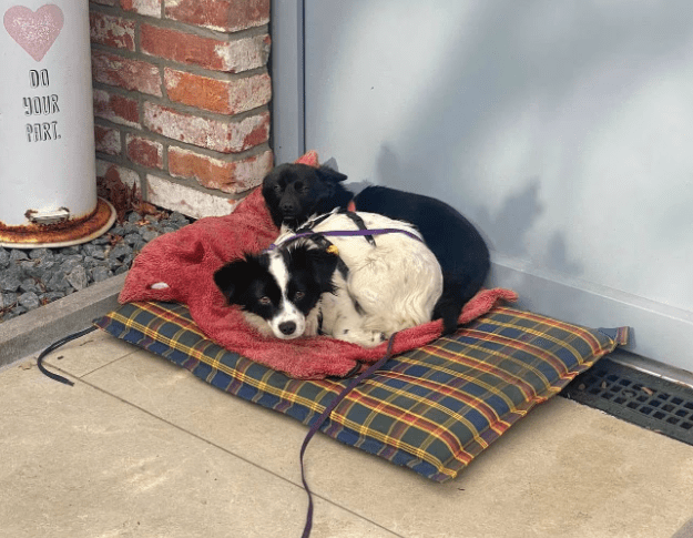 2025 02 27 21 48 11 Ari ❤️ Und Hugo ❤️ 2 Herzen Auf 8 Pfötchen Suchen Dich! In Niedersachsen Wedem