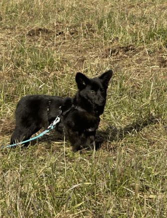 2025 02 27 21 48 36 Ari ❤️ Und Hugo ❤️ 2 Herzen Auf 8 Pfötchen Suchen Dich! In Niedersachsen Wedem