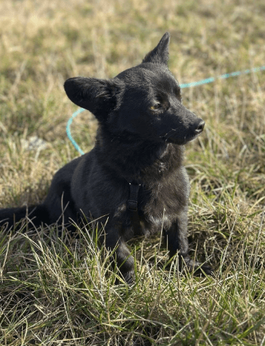 2025 02 27 21 48 43 Ari ❤️ Und Hugo ❤️ 2 Herzen Auf 8 Pfötchen Suchen Dich! In Niedersachsen Wedem