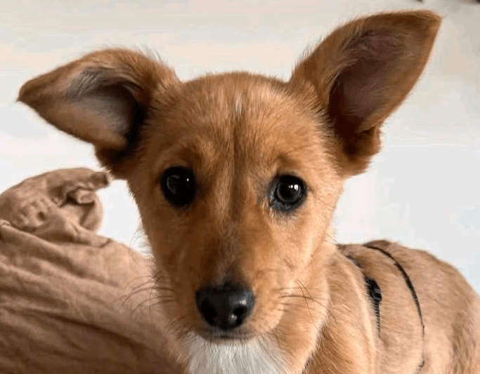 2025 02 27 21 56 23 Amanda ❤️ Eine Süßmaus Zum Verlieben! In Sachsen Kirchberg Mischlinge Und Mi