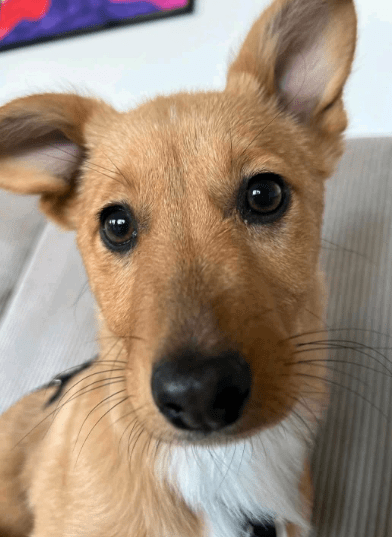 2025 02 27 21 56 56 Amanda ❤️ Eine Süßmaus Zum Verlieben! In Sachsen Kirchberg Mischlinge Und Mi