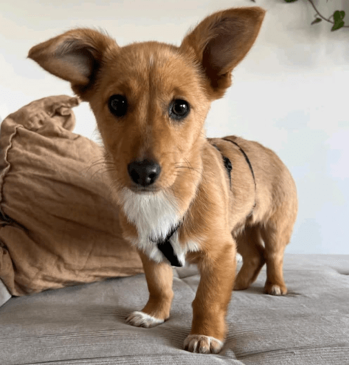 2025 02 27 21 57 00 Amanda ❤️ Eine Süßmaus Zum Verlieben! In Sachsen Kirchberg Mischlinge Und Mi