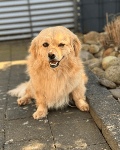 2025 03 08 22 25 38 strolch ❤️ kleiner kuschelkönig sucht sein glück in nordrhein westfalen rheda