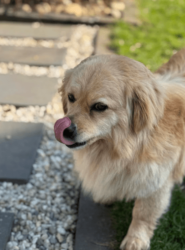 2025 03 08 22 25 42 strolch ❤️ kleiner kuschelkönig sucht sein glück in nordrhein westfalen rheda