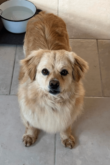 2025 03 08 22 25 46 strolch ❤️ kleiner kuschelkönig sucht sein glück in nordrhein westfalen rheda