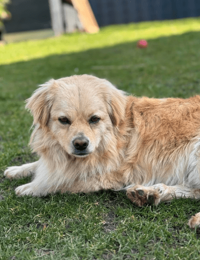 2025 03 08 22 25 50 strolch ❤️ kleiner kuschelkönig sucht sein glück in nordrhein westfalen rheda