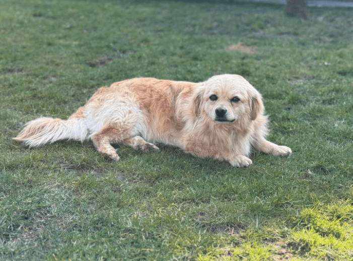 2025 03 08 22 25 54 strolch ❤️ kleiner kuschelkönig sucht sein glück in nordrhein westfalen rheda