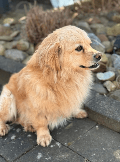 2025 03 08 22 26 11 strolch ❤️ kleiner kuschelkönig sucht sein glück in nordrhein westfalen rheda